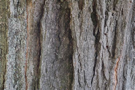 Maple Bark | Close up of the bark of the big maple tree in t… | Flickr