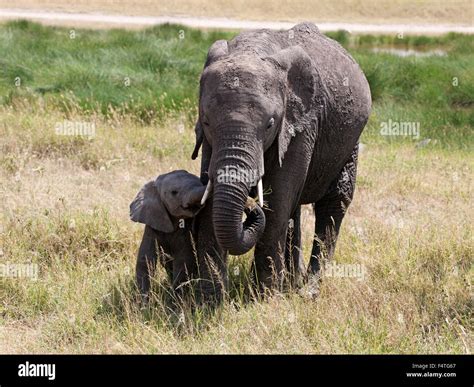 Female African Elephant feeding young calf Stock Photo - Alamy