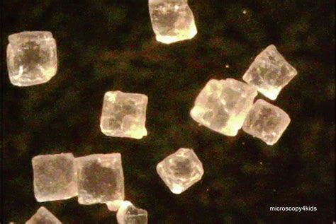 How to observe salt under a microscope? - table salt, Himalayan salt, and lava salt ...