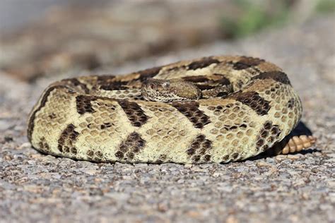 Timber Rattlesnake (Crotalus horridus) - HERPING VIRGINIA