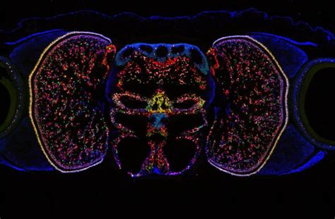 New Clues to Brain Evolution From Map of the Octopus Visual System