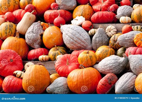 Autumn Pumpkins stock image. Image of agriculture, autumnal - 21803079