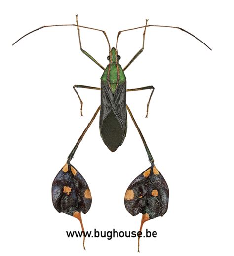 Coreidae - Bughouse the online insect and entomology shop.