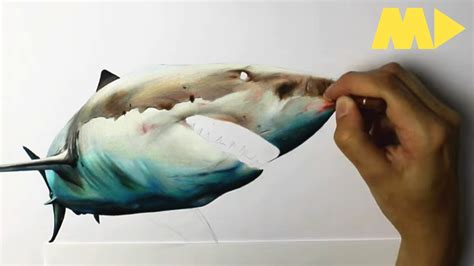 Realistic Shark Drawing