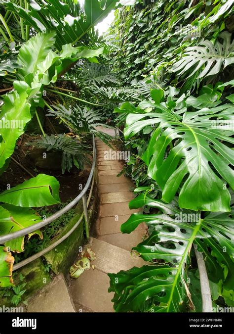 A walking path surround by green tropical plants inside of the ...