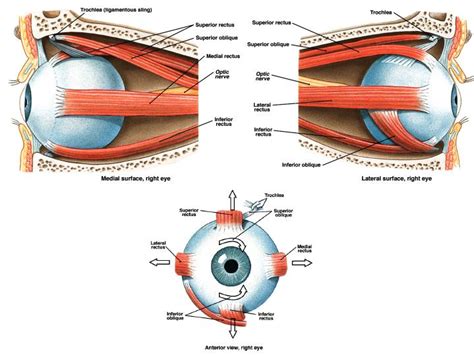 Eye Muscles