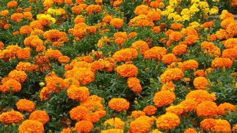 Genda Phool Flower In English | Best Flower Site