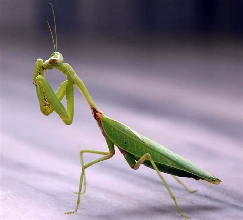 Praying Mantis - Spirit Animal Totems