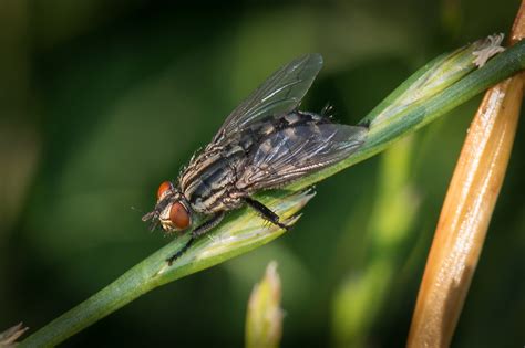 Fly Free Stock Photo - Public Domain Pictures