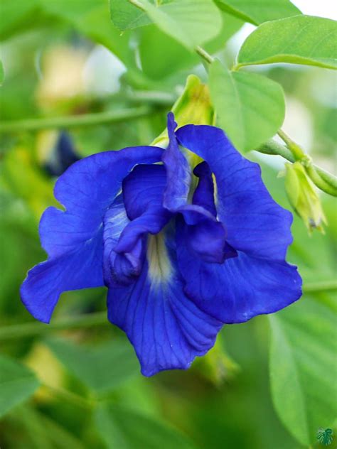 Nilkantha - Clitoria Ternatea - Aparajita Flower for Sale | Peppyflora®