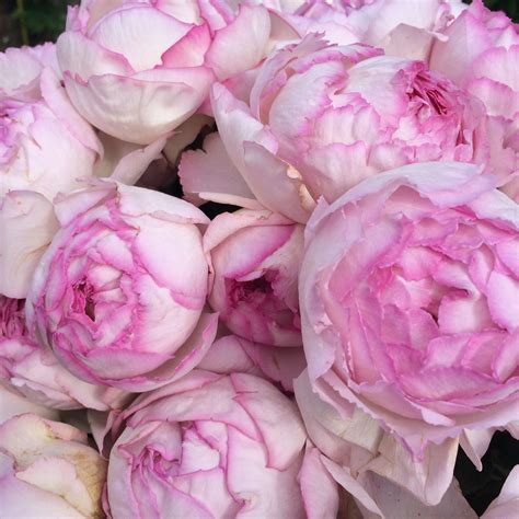 #YvesPiagetRose ; "Pink Yves Piaget" garden rose. Oooooh, what a heavenly scent, Easy available ...