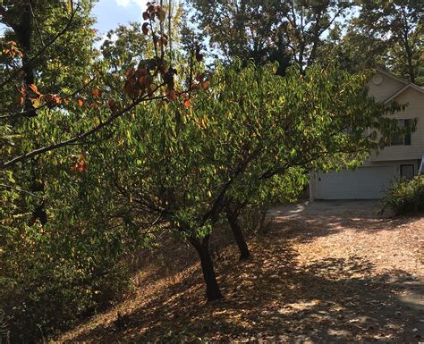 Flowering red peach trees in neighbors yard Nov. 2016. | Flower red, Peach trees, Red peach