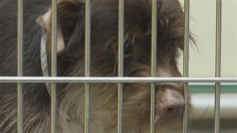 Louisville Metro Animal Services loses 6-year 'no-kill' status | whas11.com