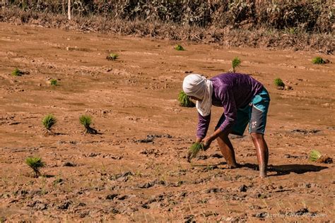 WWF-Philippines, Cisco Systems make pitch for food security in Northern ...