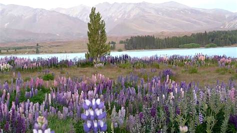 Lake Tekapo in Summer - YouTube