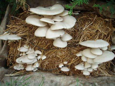 Mushroom Cultivation – Cyprus Agro Industry Center