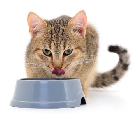 Cat eating dry food stock image. Image of gray, closeup - 289978393