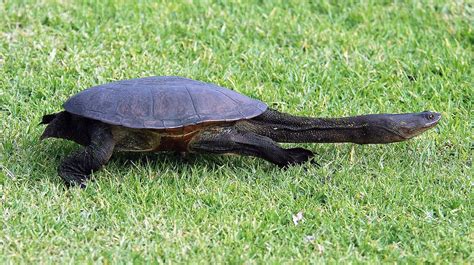 Long Necked Turtle. 3../365 | I caught this one returning to… | Flickr