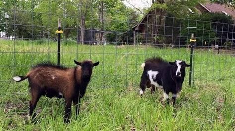 5 Easy Steps for Raising Backyard Goats Successfully