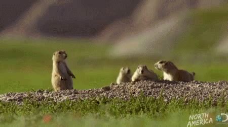 Groundhog Dancing GIF - Groundhog Dancing Jumping GIFs | Prairie dog, Dancing gif, Baby dogs