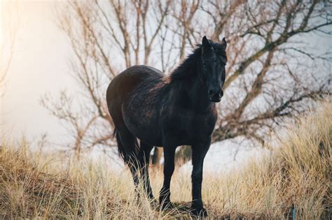 The Ultimate Guide to Black Horse Breeds | Strathorn Farm Stables