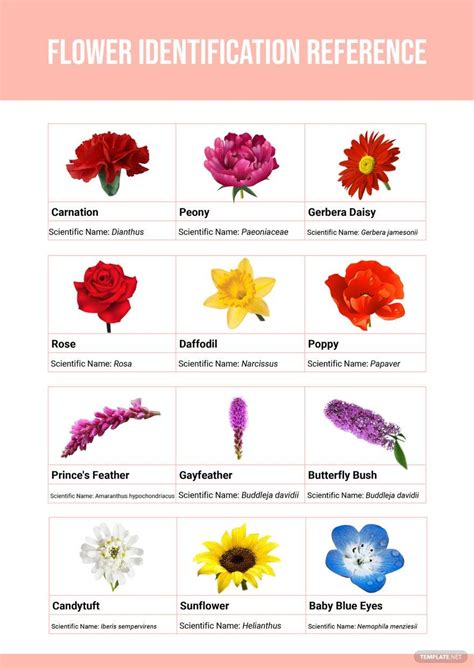 Flower Identification Chart in Illustrator, PDF - Download | Template.net