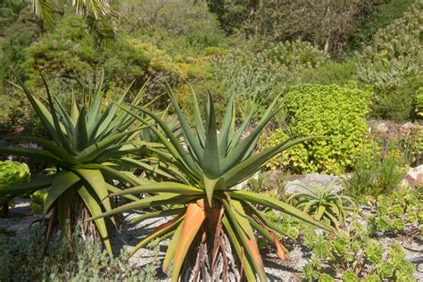 9 Spiky Plants Suited To The Garden | Horticulture.co.uk