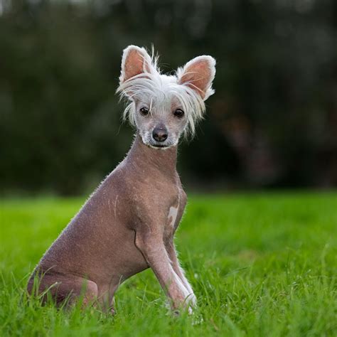 Where Do Hairless Dogs Come From