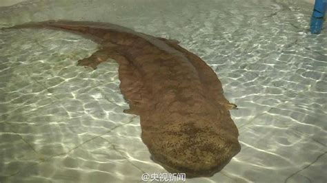 Endangered: Rare 200-Year-Old Giant Salamander Found In Chinese Cave | Nature World News