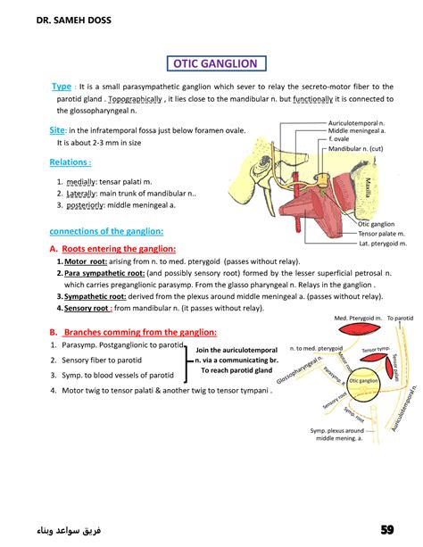 OTIC Ganglion - Head and Neck Anatomy ( atlas included ) - OTIC ...