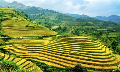 Vietnam - Rice field terraces #SeeItForYourself #SummerInspiration | Vacation trips, Places to ...