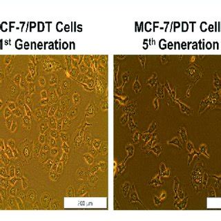 Morphological assessment of WT-MCF-7 cells and different generations of ...