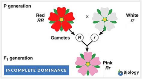 Codominance Examples In Animals