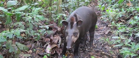 Cusco Amazon Tour::Manu Expeditions 5 Days (4 nights tour)