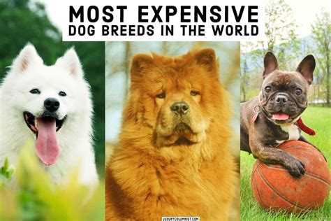 The 18 Most Expensive Dog Breeds In 2024