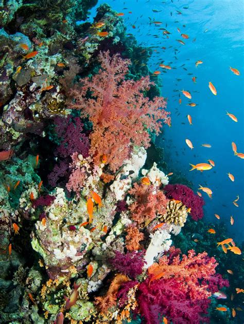 Coral Reefs | National Geographic Society