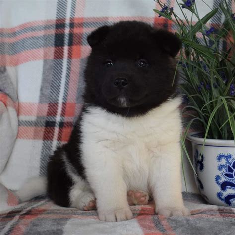 Akita Puppies For Sale • Adopt Your Puppy Today • Infinity Pups