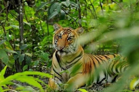 Nepal Wildlife Safari | 5 Best Nepal Jungle Safari Tours 2022/2023