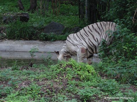 Katraj Rajiv Gandhi Zoo and Snake Park