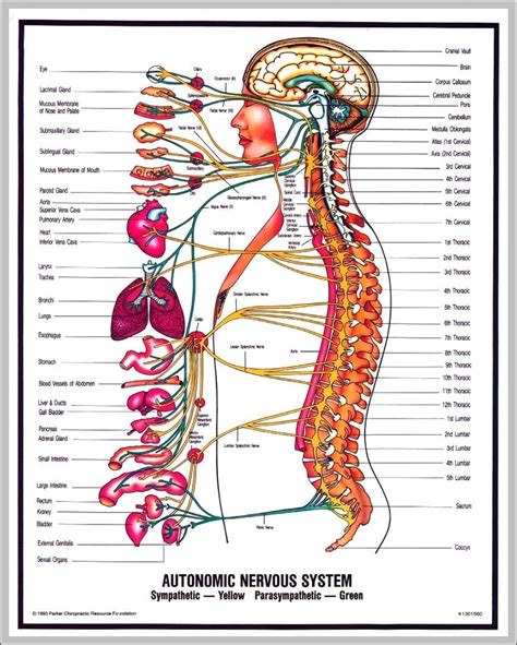 Pictures Of Nervous System - Graph Diagram