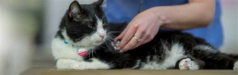 24Petwatch: Cat cancer types, symptoms, diagnosis & treatment options