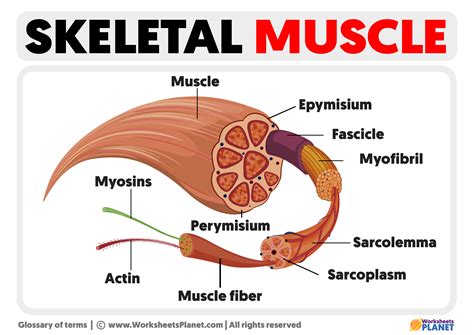 Parts Of Skeletal Muscle