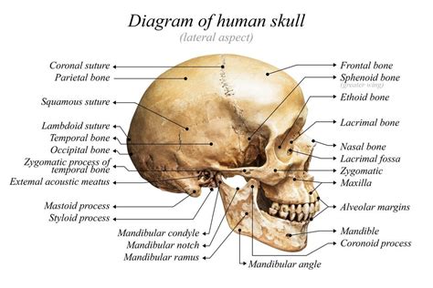 Skeleton Head Anatomy