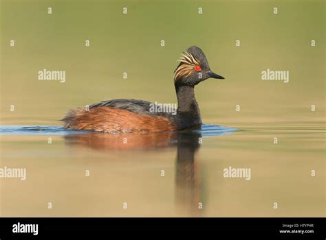 Eared Grebe (Podiceps nigricollis) in breeding plumage, J. Clark Salyer National Wildlife Refuge ...