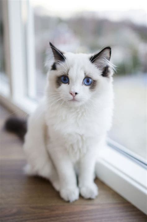 Cat Breeds Cute Cats - Pets Lovers