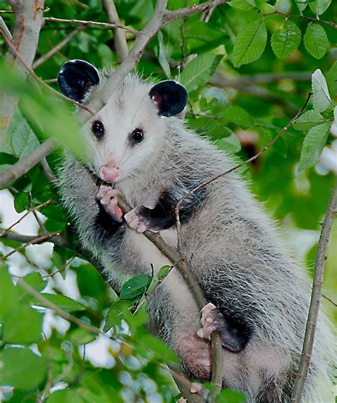 Virginia Opossum (Didelphis virginiana)_3_1 | Josh More | Flickr