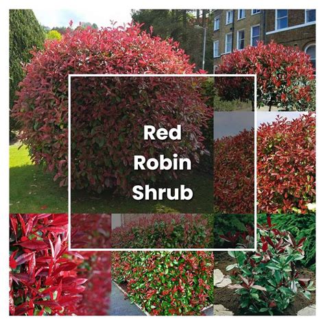 How to Grow Red Robin Shrub - Plant Care & Tips | NorwichGardener