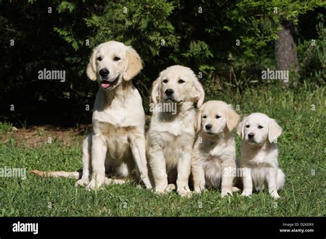 Dog Golden Retriever Family of different generations (Young's and ...