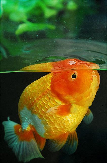 720 Goldfish cold water aquarums ideas in 2021 | goldfish, aquarium fish, beautiful fish