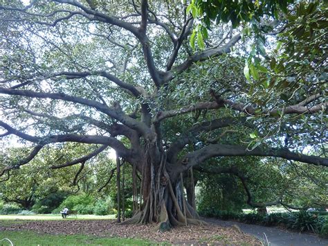 TALL TREES of Australia! | Page 4 | SkyscraperCity Forum